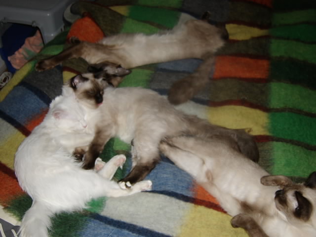 Gatti